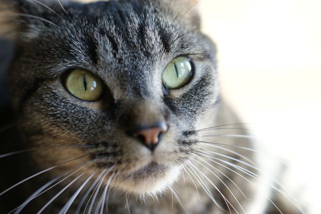 Close-up of a Tabby Cat with Green Eyes - Download Free Stock Photos Pikwizard.com