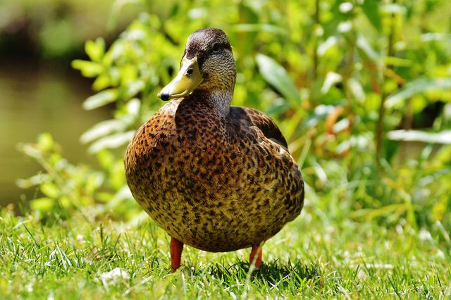 Brown duck standing on green grass with blurred greenery and water in background. Use for nature, wildlife, and outdoor-themed content. Ideal for promoting environmental awareness, bird watching, and educational nature programs.