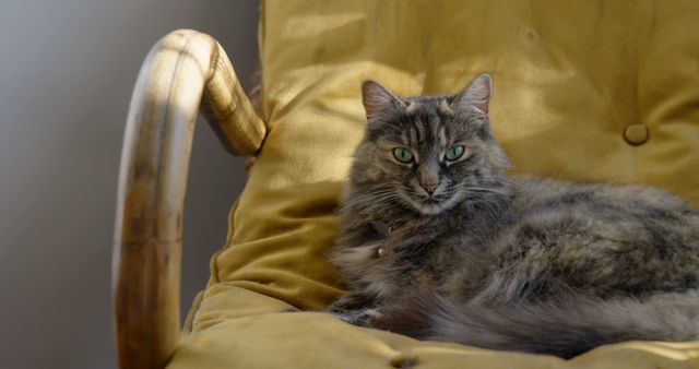 A fluffy cat with a mix of gray and brown fur lounges comfortably on a yellow armchair, with copy space. Its piercing green eyes and relaxed posture give it a regal and contented appearance.
