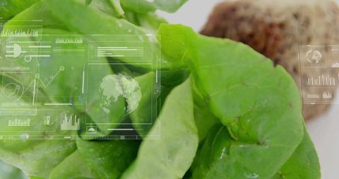 Fresh green lettuce leaf showing water droplets and hud overlays for smart agriculture