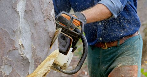 Lumberjack Using Chainsaw for Tree Cutting in Forestry Work - Download Free Stock Images Pikwizard.com
