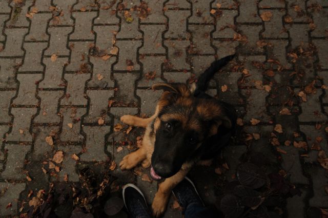 German Shepherd puppy with brown fur sitting on a cobblestone pavement with scattered autumn leaves, looking up. Ideal for use in pet-related advertising, autumn themes, or blogs about dog training.