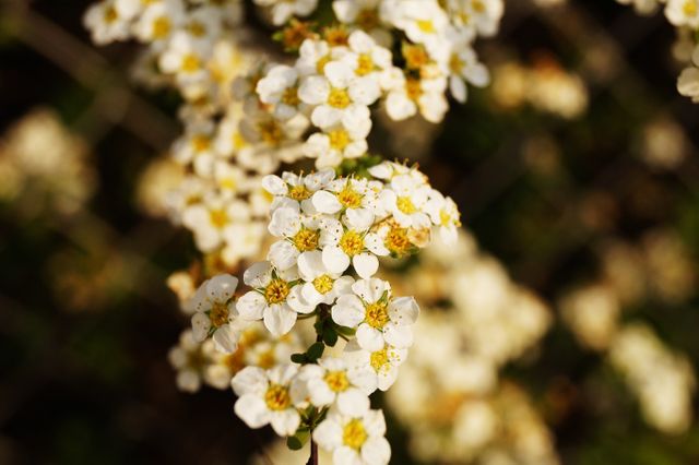 Clusters of white flowers with yellow centers beautifully blooming in spring sunlight. Ideal for nature magazines, floral blogs, seasonal postcards, and backgrounds for spring-themed designs.