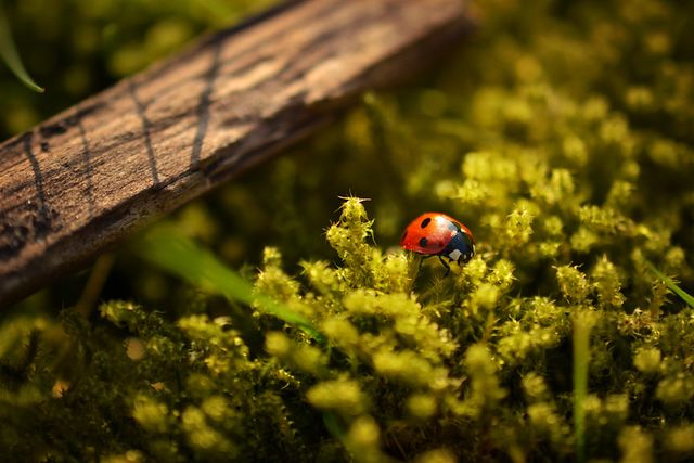 Beautiful shot of a ladybug exploring green moss underneath a wooden stick forest environment. Vibrant colors and details make this perfect for nature-themed websites, educational material, or environmental campaigns showcasing fragile ecosystems.