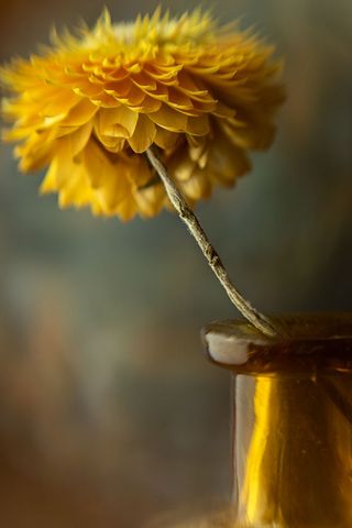 Yellow Flower in Vintage Bottle for Home and Garden Decors