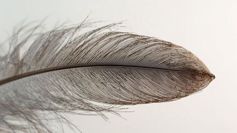Close-up of delicate brown feather on neutral background