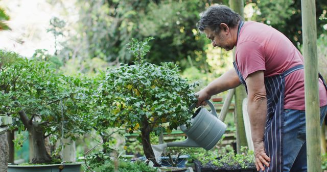 Senior man in garden wearing apron, watering plants with watering can. Image can be used for articles or brochures on senior hobbies, gardening enthusiasts, retirement activities, nature maintenance, and healthy outdoor lifestyles.