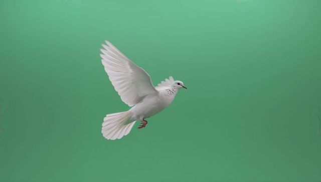Soaring white dove with outstretched wings and fanned tail on green backdrop for peace designs