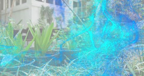 Displaying potted plants with straplike leaves on porch garden with turquoise blue ethereal overlay