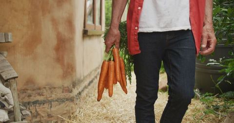 Older man harvesting fresh carrots in garden
