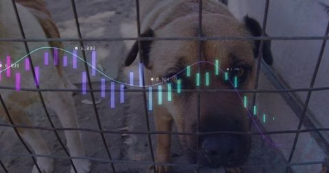 Kennel Dog Close-Up with Data Visualization Overlay