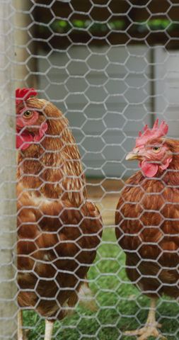 Chickens Behind Wire Fence on Farm - Download Free Stock Images Pikwizard.com