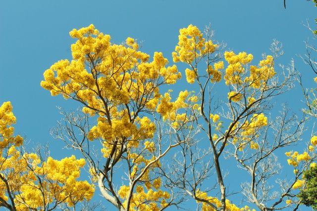 Bright yellow flowers on tree branches are set against a clear blue sky, creating a vibrant natural scene. Perfect for uses in outdoors, nature-themed projects, environmental campaigns, or as a cheerful background for digital and print media.