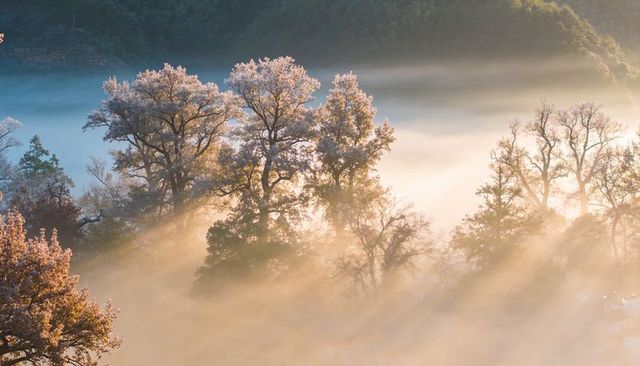 Sunbeams filtering through mist over deciduous woodland on sunlit hillside at dawn