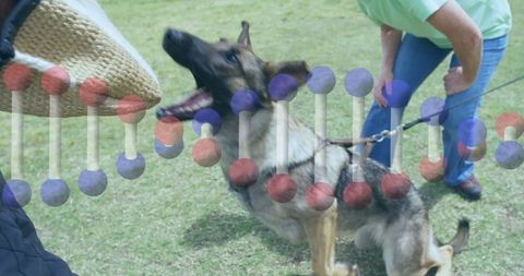 German shepherd engaged in obedience training with handler outdoors