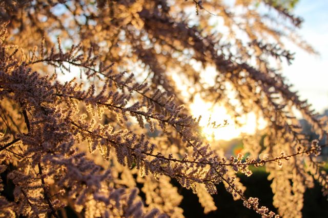 This image captures golden sunlight shining through blooming branches at dusk, providing a tranquil, serene ambiance. Ideal for use in nature-themed projects, spring promotional materials, and backgrounds for presentations or websites related to relaxation and natural beauty.
