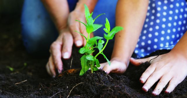 Photography showing adult and child hands collaboratively planting a seedling in soil. Emphasizes teamwork, connection with nature, environmental awareness, and education. Ideal for use in sustainability campaigns, gardening blogs, educational materials, and environmental projects.