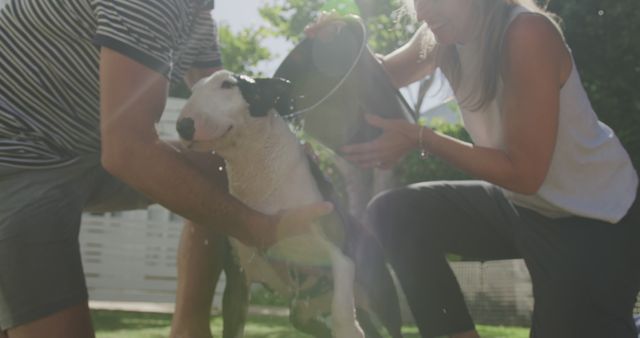 Couple Bathing Dog Outdoors in Sunny Garden - Download Free Stock Images Pikwizard.com