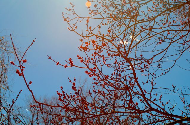 Bare tree branches with small red blossoms seen against a clear blue sky during daytime. Sunlight filters through the branches creating a gentle, warm glow. Perfect for promoting spring, nature walks, seasonal changes, gardening, or relaxation themes.