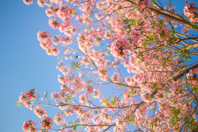 A photo of cherry blossom branches full of pink flowers against a clear blue sky. Ideal for use in nature or springtime themes, calendars, greeting cards, and relaxation or meditation materials. Perfect for websites and blogs related to gardening, seasons, outdoor activities, and floral beauty.