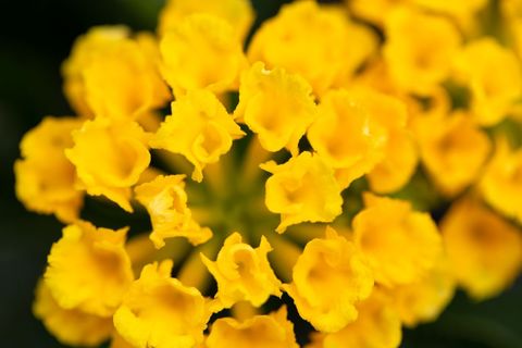 Vibrant Yellow Lantana Flower Cluster Macro Close-up Floral Texture Summer Background