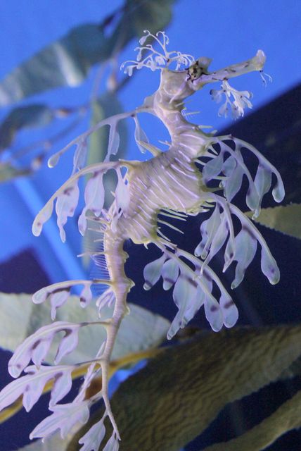 Leafy Seadragon Underwater in Marine Habitat - Download Free Stock Photos Pikwizard.com
