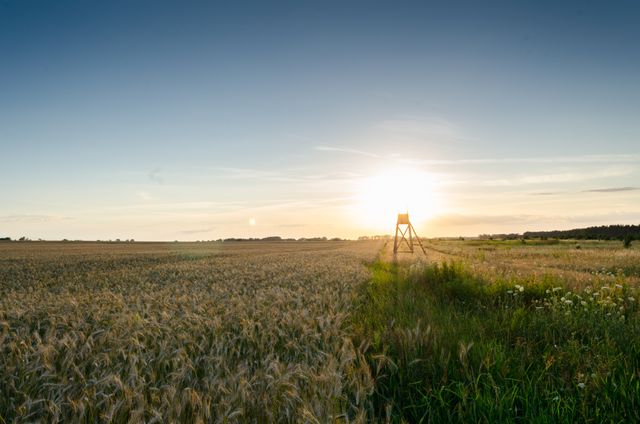 Sunrise Over Golden Wheat Field with Wooden Structure - Download Free Stock Photos Pikwizard.com