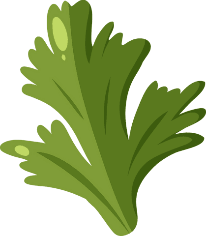 Fresh Parsley Herb Clipart with Transparent Background