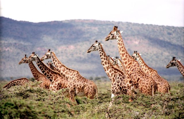 Group of Giraffes Grazing in African Savannah - Download Free Stock Photos Pikwizard.com