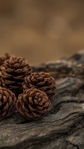 Vertical Video Upward Drift and Left Pan Revealing Pine Cones on Weathered Bark