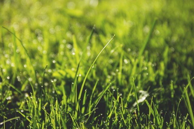 The photo shows a close-up view of lush green grass covered with morning dew droplets, giving a fresh and vibrant look. This image can be used to represent themes of nature, growth, environment, freshness, or as a background in various design projects. Perfect for use in promotional materials for landscaping, gardening, and environmental campaigns.