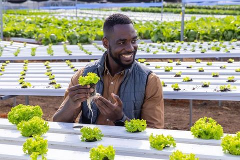 Farmer examining hydroponic lettuce in modern greenhouse