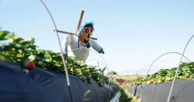 Scarecrow standing in strawberry field among vibrant plants under clear sky, representing sustainable farming practices, rural life, or organic food production. Perfect for articles, advertisements, educational materials on agriculture, and promoting farm fresh produce.