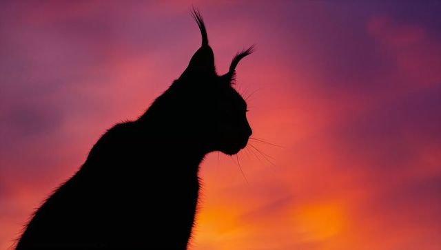 Tufted-eared cat silhouette against magenta and orange sunset sky, dramatic profile