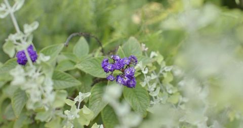 Purple flowers blooming amid lush green foliage, soft bokeh and close-up botanical detail