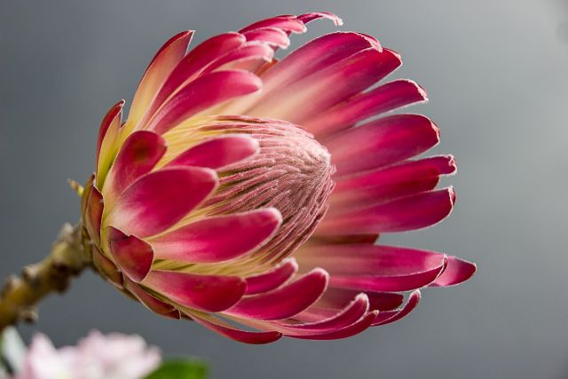Close-up of Pink Protea Flower in Bloom - Download Free Stock Photos Pikwizard.com
