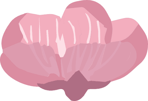 Elegant pink flower bloom on transparent background glossy petals