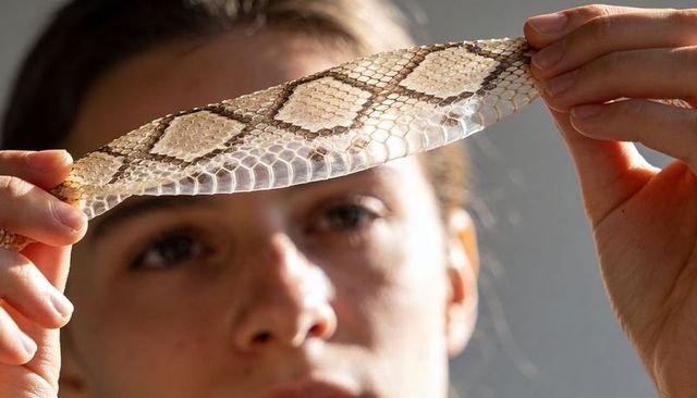 Young woman holding translucent snake shed skin up to light revealing diamond scale pattern
