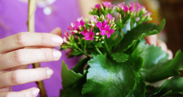 Close-up capturing hands taking care of a blooming Kalanchoe flower with vibrant pink blooms and lush green leaves. Ideal for themes related to gardening, indoor plant care, nurture, and home decoration. Perfect for gardening blogs, plant care tutorials, or home improvement articles.