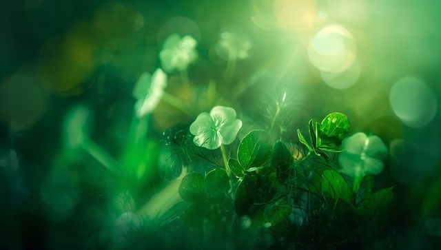 Glistening dewdrops on white clover blossom with dreamy green bokeh macro