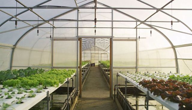 Hydroponic lettuce rows in sunlit polytunnel greenhouse with nutrient film channels