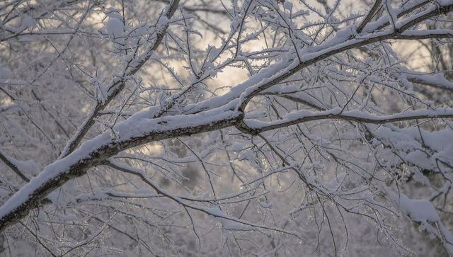 Snow-covered branch arching through frosted woods with icicles and warm backlight