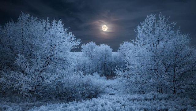 Full moon halo over frost-covered trees and meadow, moonlit winter night tranquility
