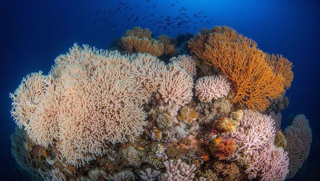 Vibrant tropical coral reef showcasing pale pink soft corals and orange gorgonian fans