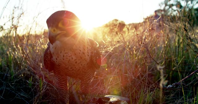 Peregrine Falcon Feasting in Natural Habitat at Sunset - Download Free Stock Images Pikwizard.com