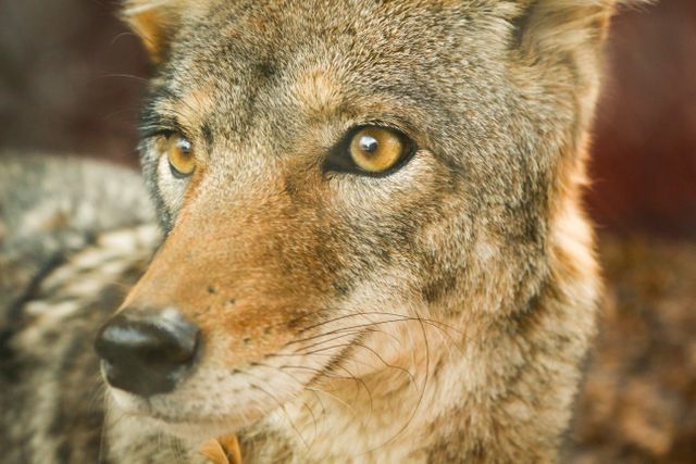 Image captures the intense gaze of a coyote in a natural habitat. Ideal for use in wildlife documentaries, educational materials, nature magazines, or as a decorative piece for homes and offices with a nature theme.