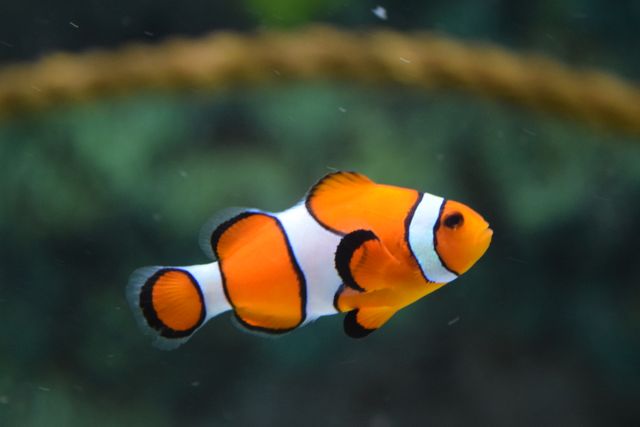 Clownfish swimming in vibrant underwater environment - Download Free Stock Photos Pikwizard.com