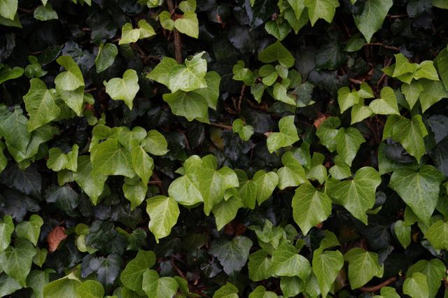 Bright green ivy leaves proliferate, creating a dense and rich pattern. This can be used for floral themes, natural background, or environmental designs. It is perfect for garden-related content, eco-friendly projects, or wallpaper designs.