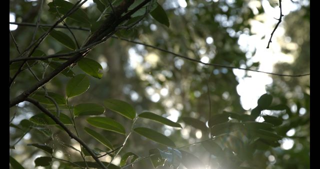 Sunlight filters through the dense foliage of a forest, creating a serene and natural atmosphere - Download Free Stock Photos Pikwizard.com