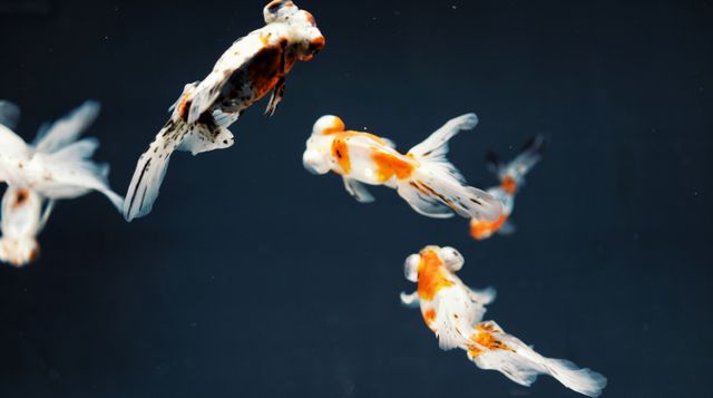Goldfish gracefully swimming in a serene aquarium. Perfect for use in articles about pet care, aquatic life, home aquariums, and fish breeding. Ideal for websites, magazines, or any content focusing on marine and ornamental fish.